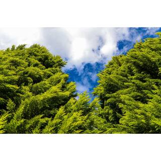 Online Orchards 1 Gal. Sea Green Juniper Shrub Fountain Shaped Foliage that Changes to a Darker Green in Winter CFJP001
