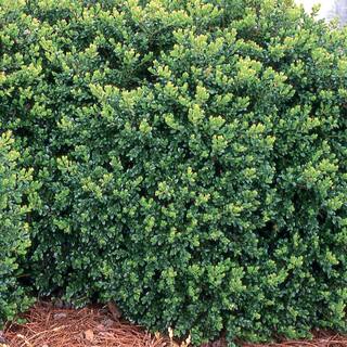 EVERDE GROWERS 2.5 Qt. Buxus Japanese Boxwood - Evergreen 285170