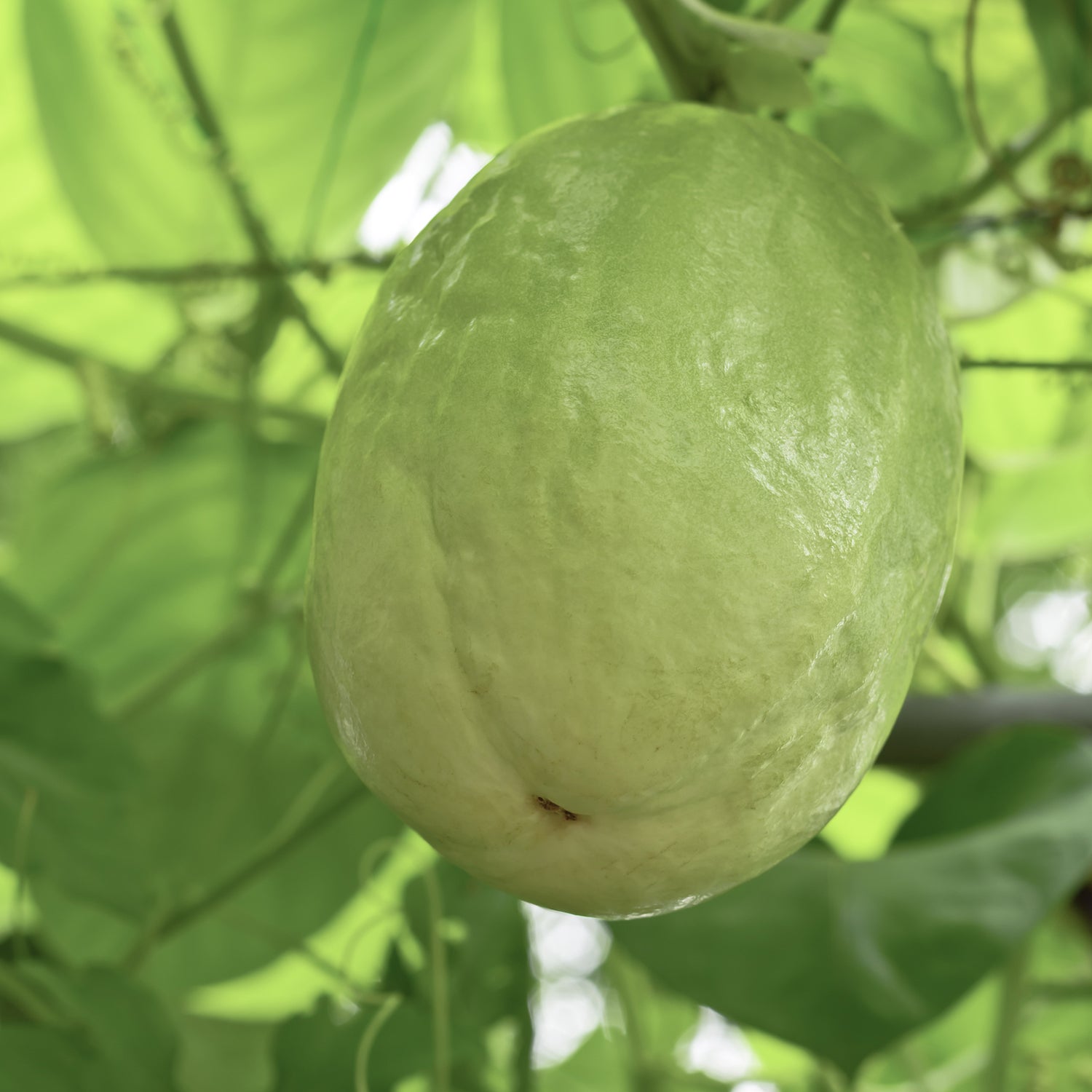 Granadilla Passion Fruit Vine - Passiflora quadrangularis - Live Plant