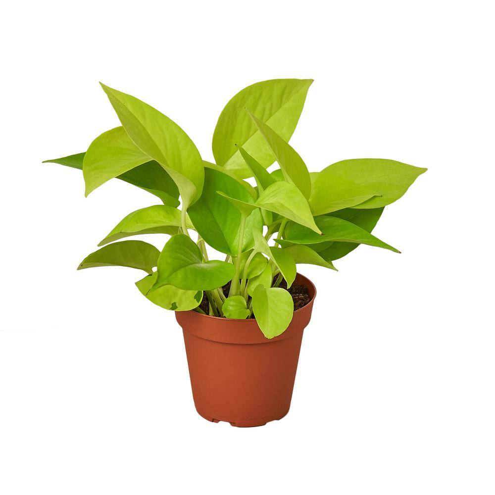 Pothos Neon Epipremnum Aureum Plant in 4 in. Grower Pot 4_POTHOS_NEON