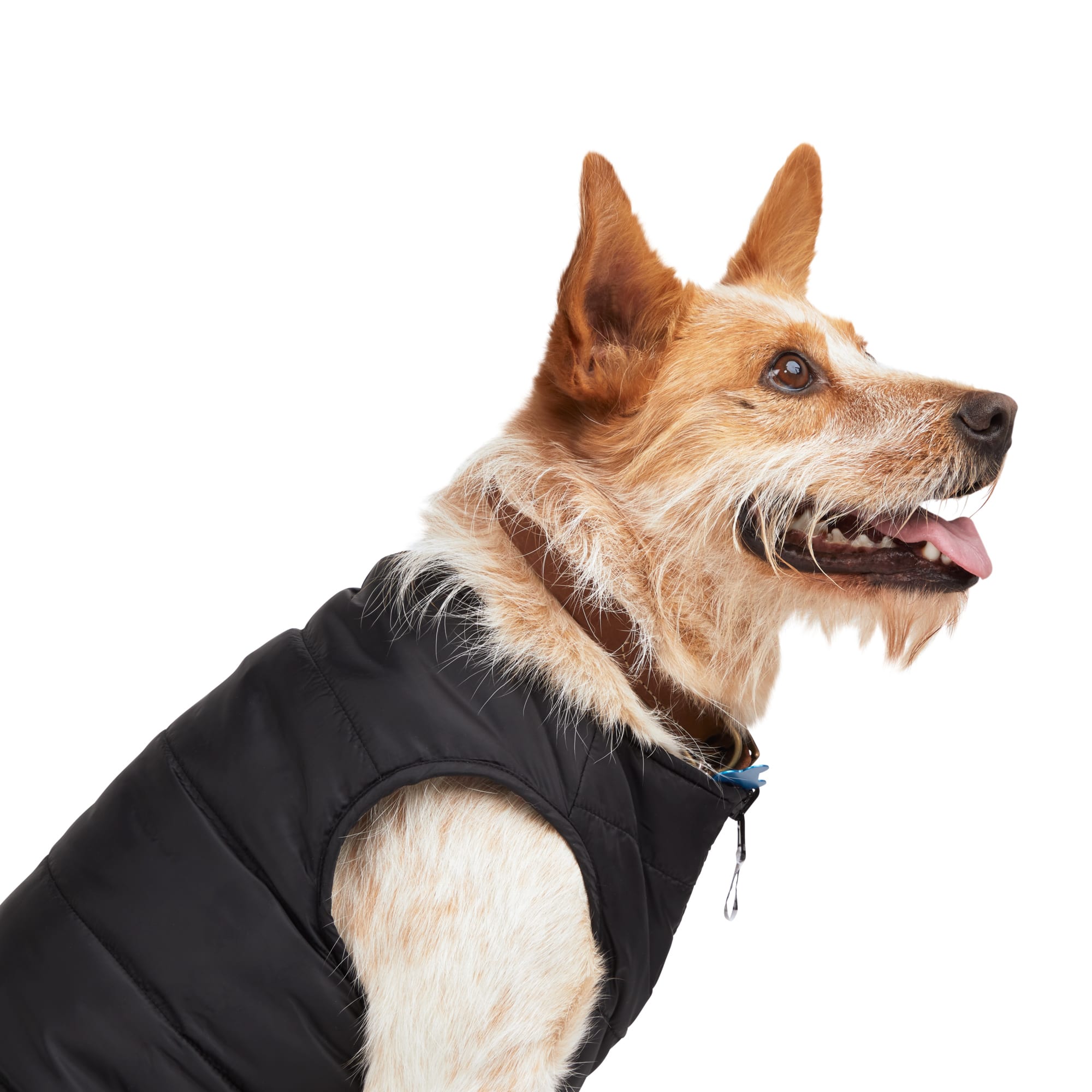 BOBS from Skechers Loverboy Reversible Dog Puffer Jacket， X-Small