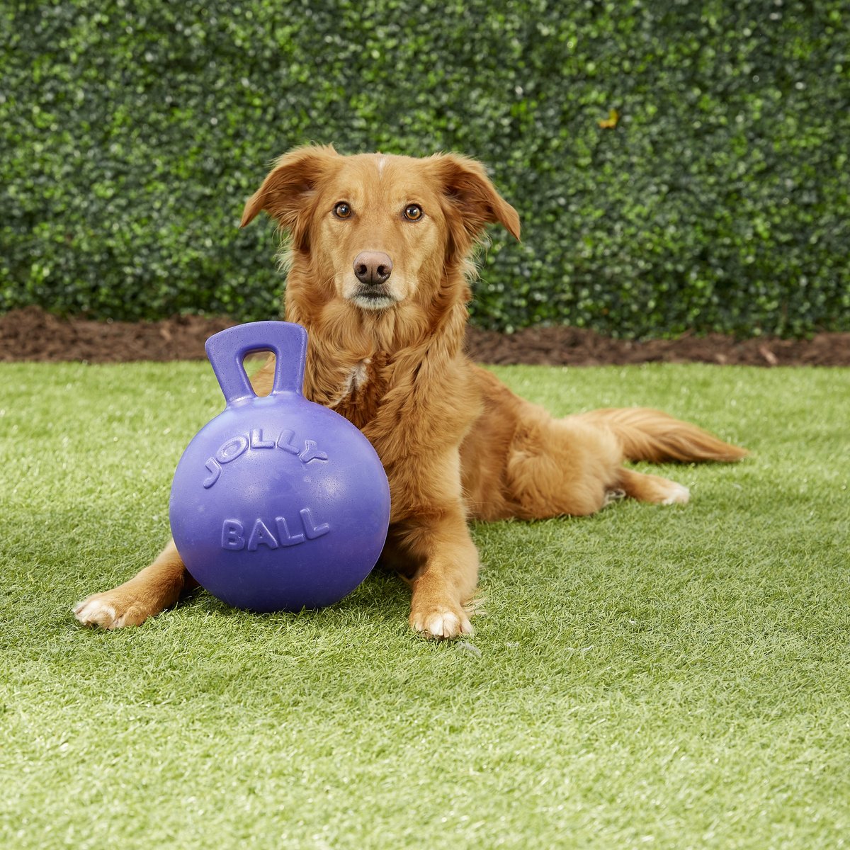 Jolly Pets Tug-n-Toss Dog Toy， Purple