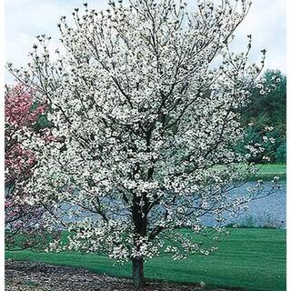 7 Gal. Cherokee Princess Dogwood Flowering Deciduous Tree with White Flowers DOGCHE07G