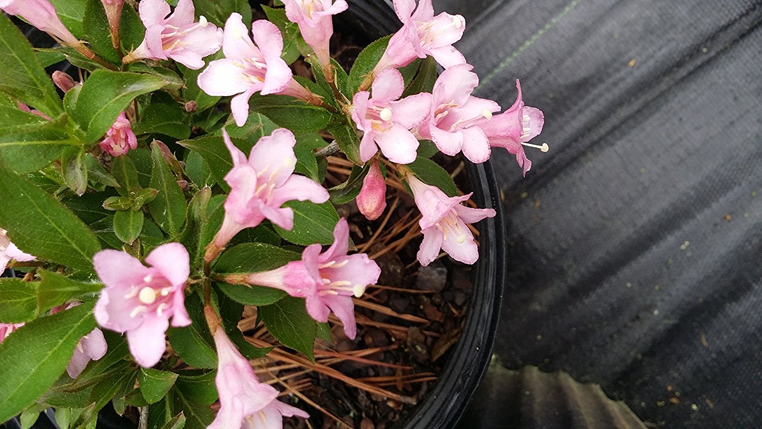 Golden Weigela