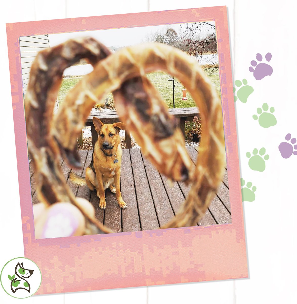 Nature Gnaws Porky Pretzels Dog Treats