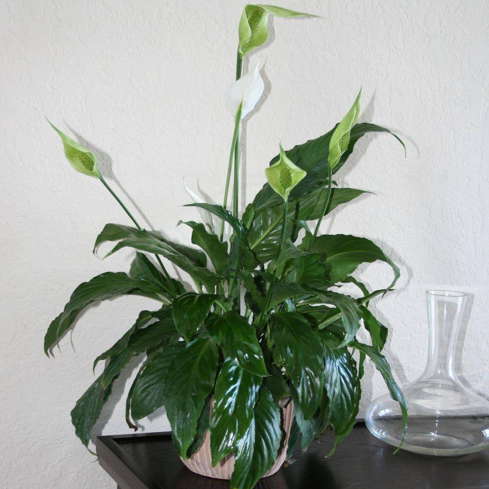 Costa Farms Spathiphyllum Peace Lily Indoor Plant in 6 in. Grower Pot Avg. Shipping Height 1-2 ft. Tall 6SPATH