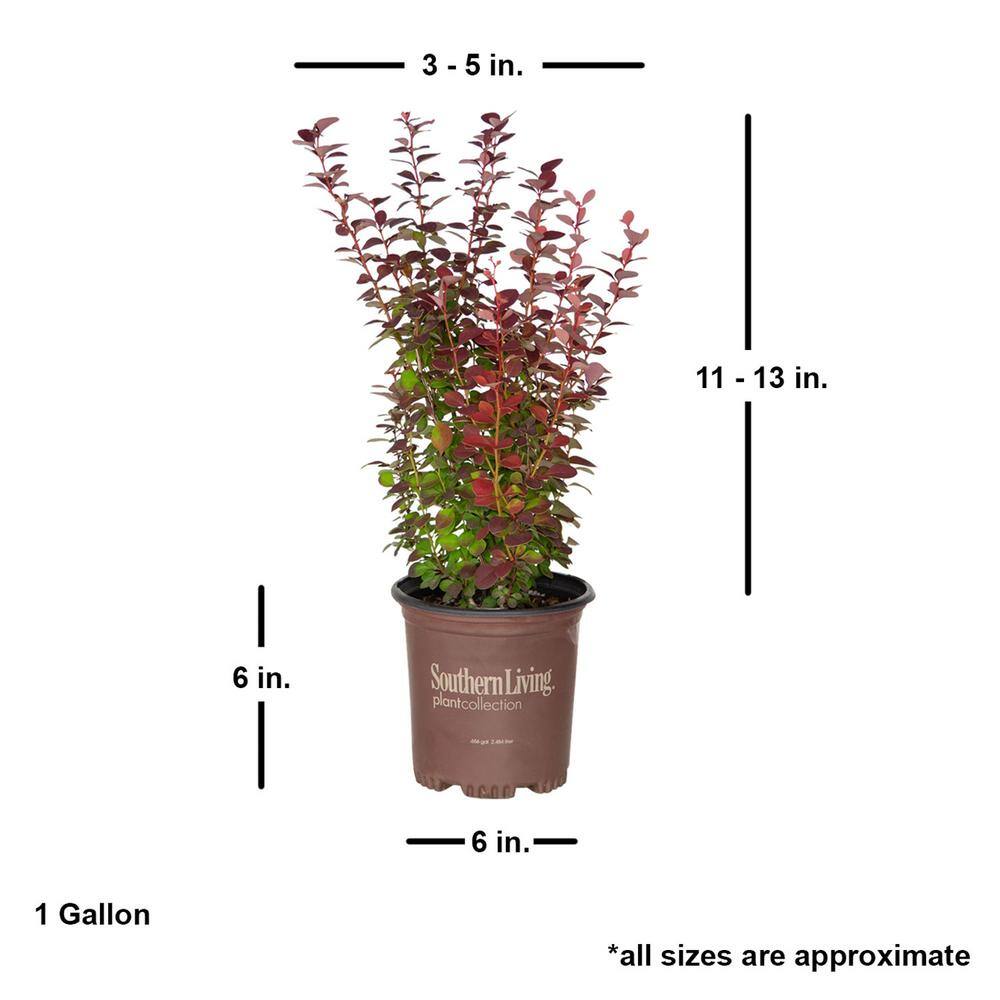 SOUTHERN LIVING 2.5 Qt. Orange Rocket Barberry Live Deciduous Plant Coral to Ruby Red Foliage 0433Q