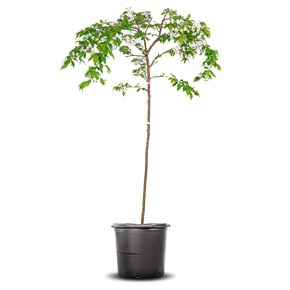 Perfect Plants 4-5 ft. Tall Yoshino Weeping Cherry Tree in Grower's Pot Elegant Cascading Foliage with White Blooms THD00519