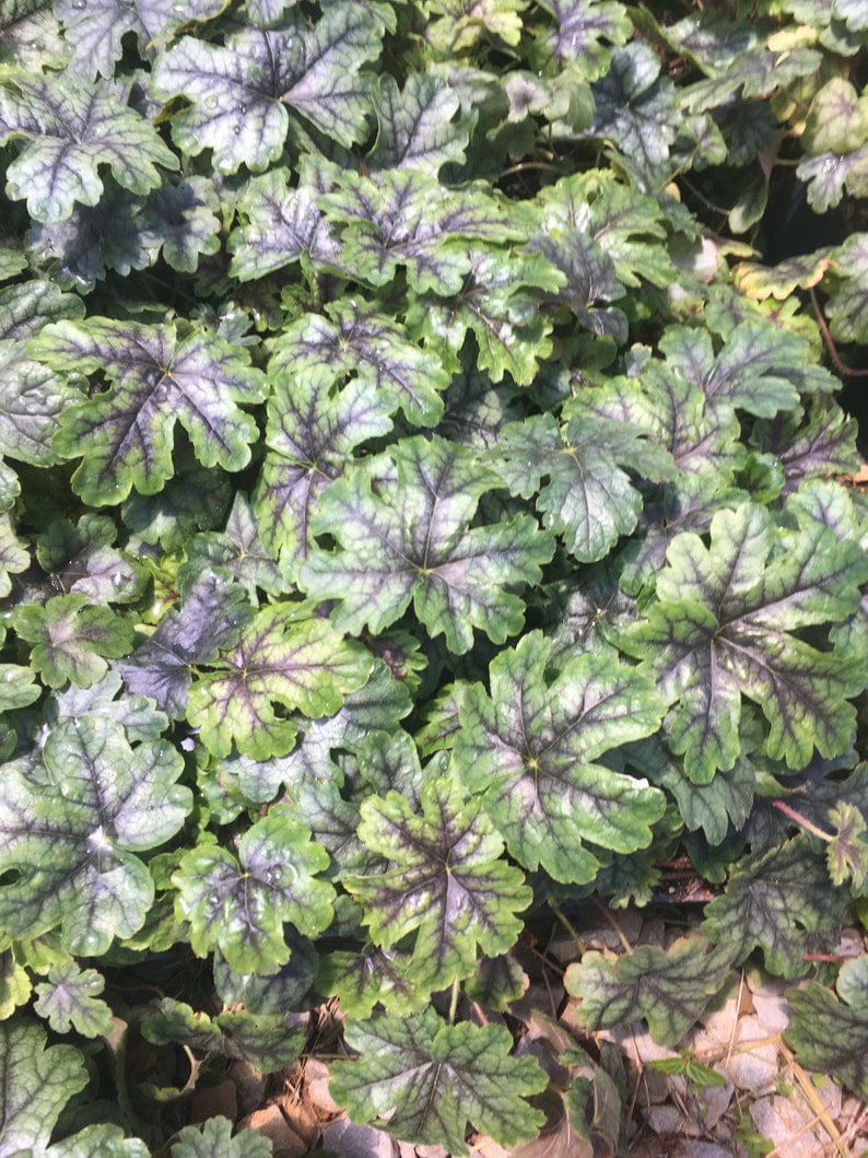 3 Tapestry Heucherella in 3.5 inch pots