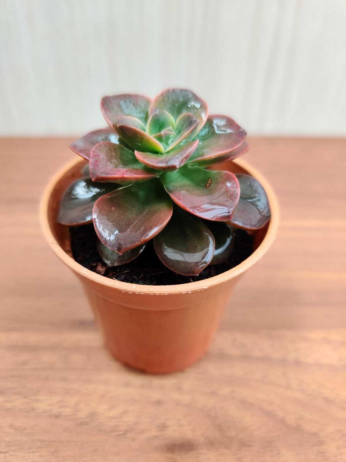 Echeveria 'Melaco' Small Succulent Plant