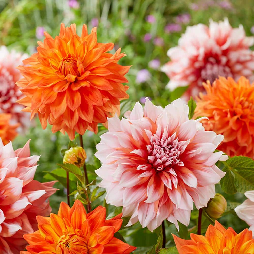 VAN ZYVERDEN Dahlias Splendid Festival Blend Bulbs Set of 7 84144