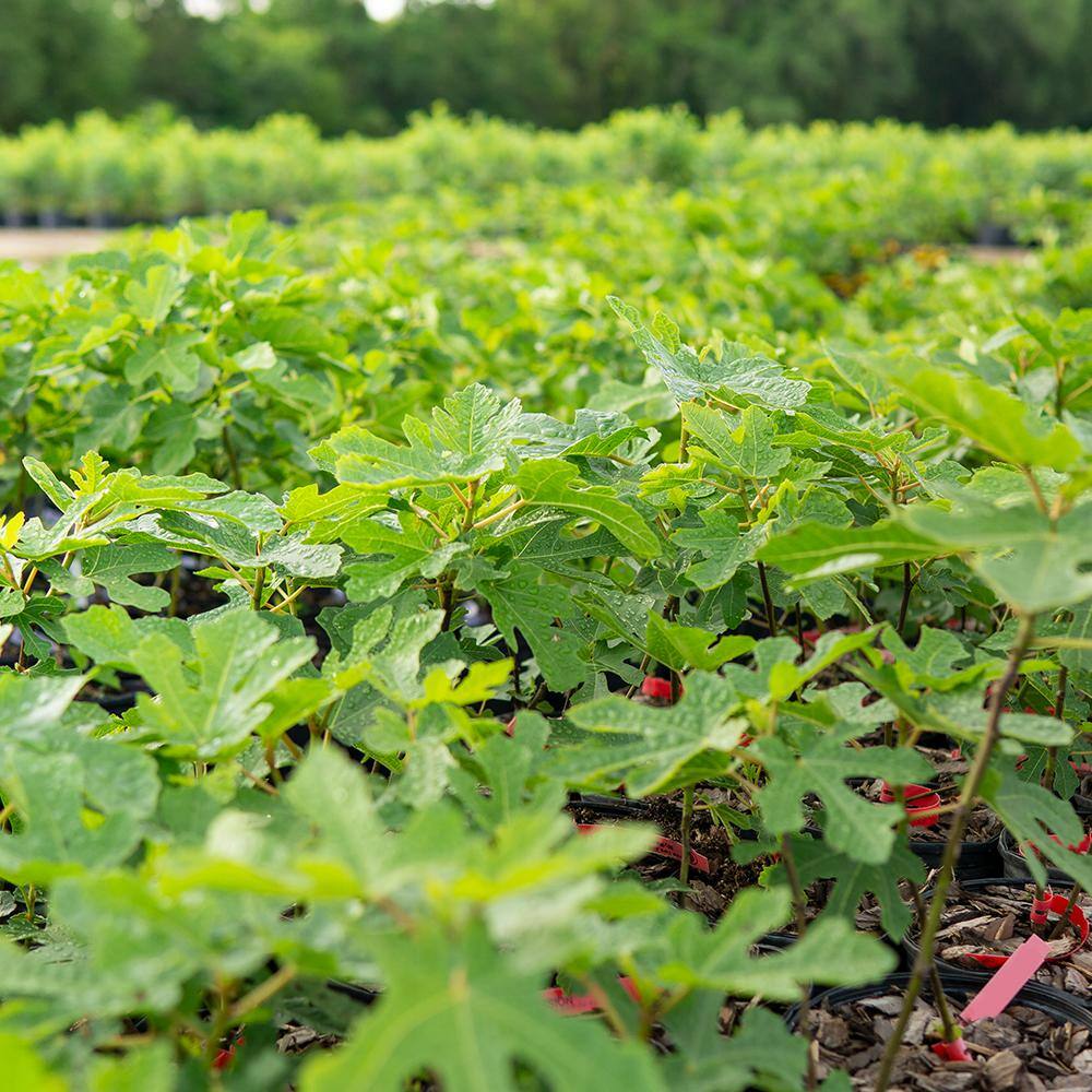 3 Gal. Black Mission Fig Tree (2-Pack) THD00116