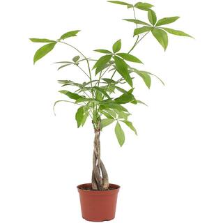 Shop Succulents Pachira Aquatica Money Tree in 6 in. Grow Pot Live IndoorOutdoor Houseplant 1-MONEY-6