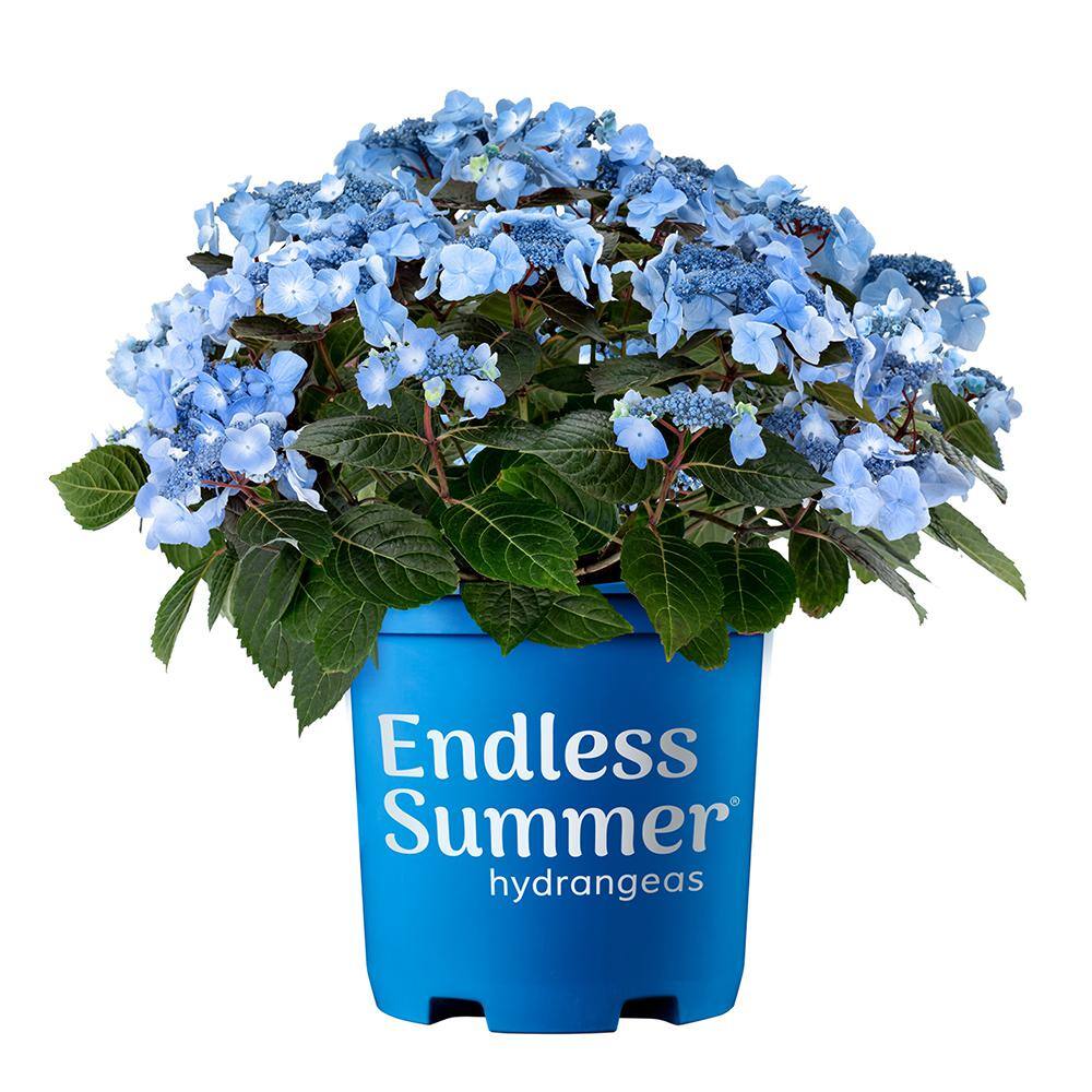 Endless Summer 2 Gal. Pop Star Hydrangea Shrub with Blue or Pink Lacecap Flowers 17206