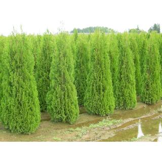 Online Orchards 1 Gal. Emerald Green Arborvitae Shrub CFAR001