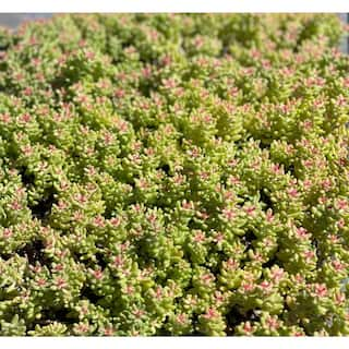 Zeus  Ruta Stonecrop Sedum Plants Pet-Safe Spreading in Pots (3-Pack) W1009-ST3