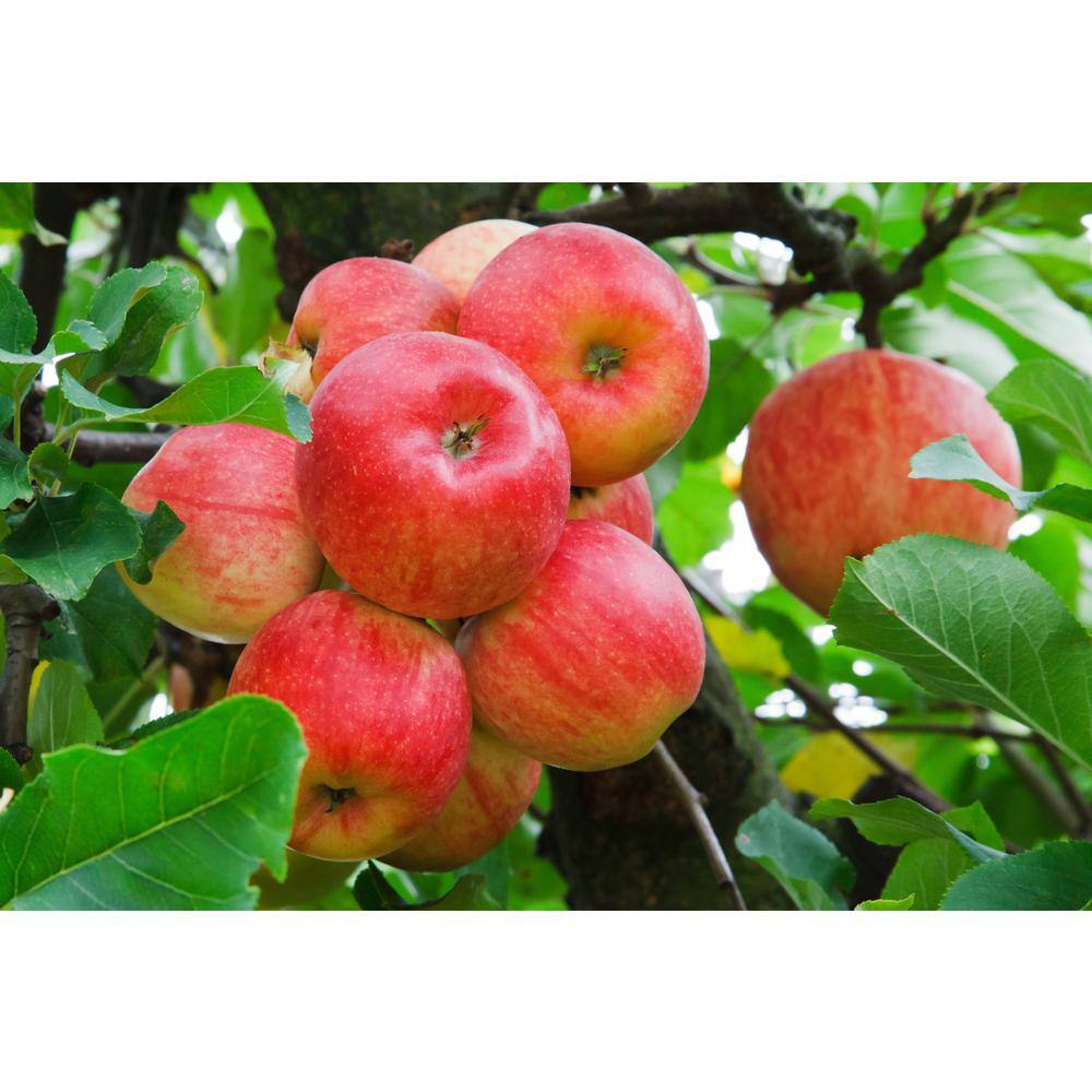 Online Orchards 3 ft. Prairie Spy Apple Tree with Cold Hardy Capabilities Without Losing and Quality of Flavor FTAP213