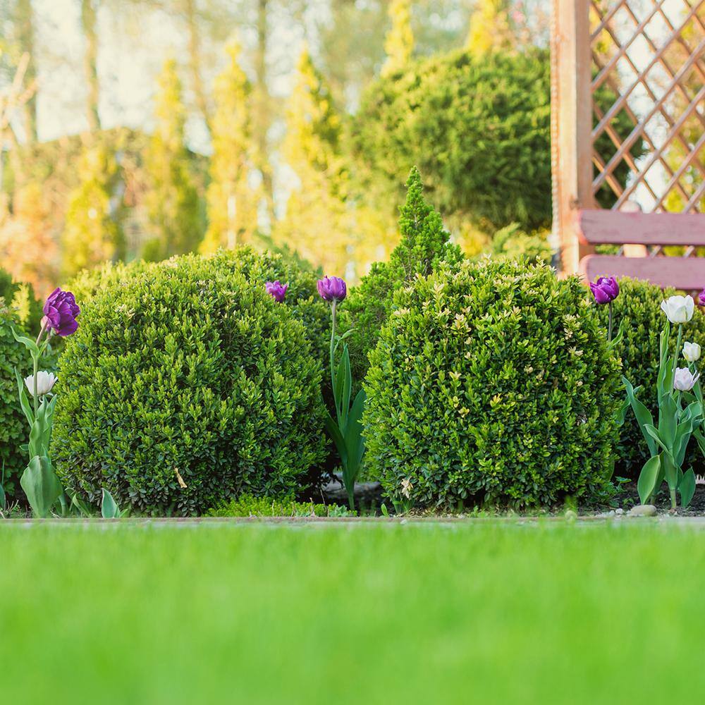 3 Gal. Japanese Boxwood Shrub (2-Pack) THD00013
