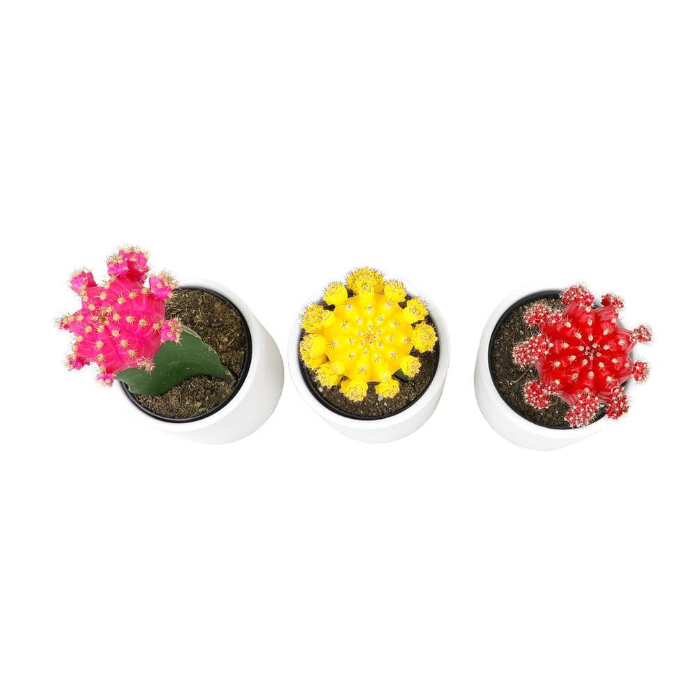 SMART PLANET 2.5 in. Assorted Grafted Cactus 3-Pack in White Glazed Clay Pot 0872545