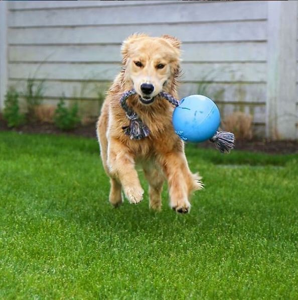 Jolly Pets Romp-n-Roll Dog Toy， Blueberry