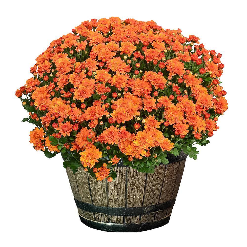 3 Qt. Chrysanthemum (Mum) Plant with Orange Flowers in Whiskey Barrel 6111