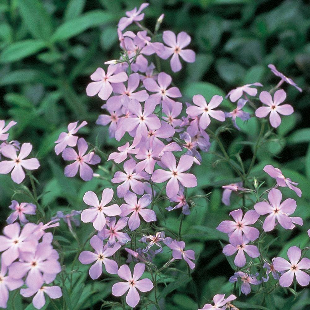 Vigoro 2 QT Phlox Woodland Phlox 'Woodlander Lilac' Purple Perennial Plant 1005991348