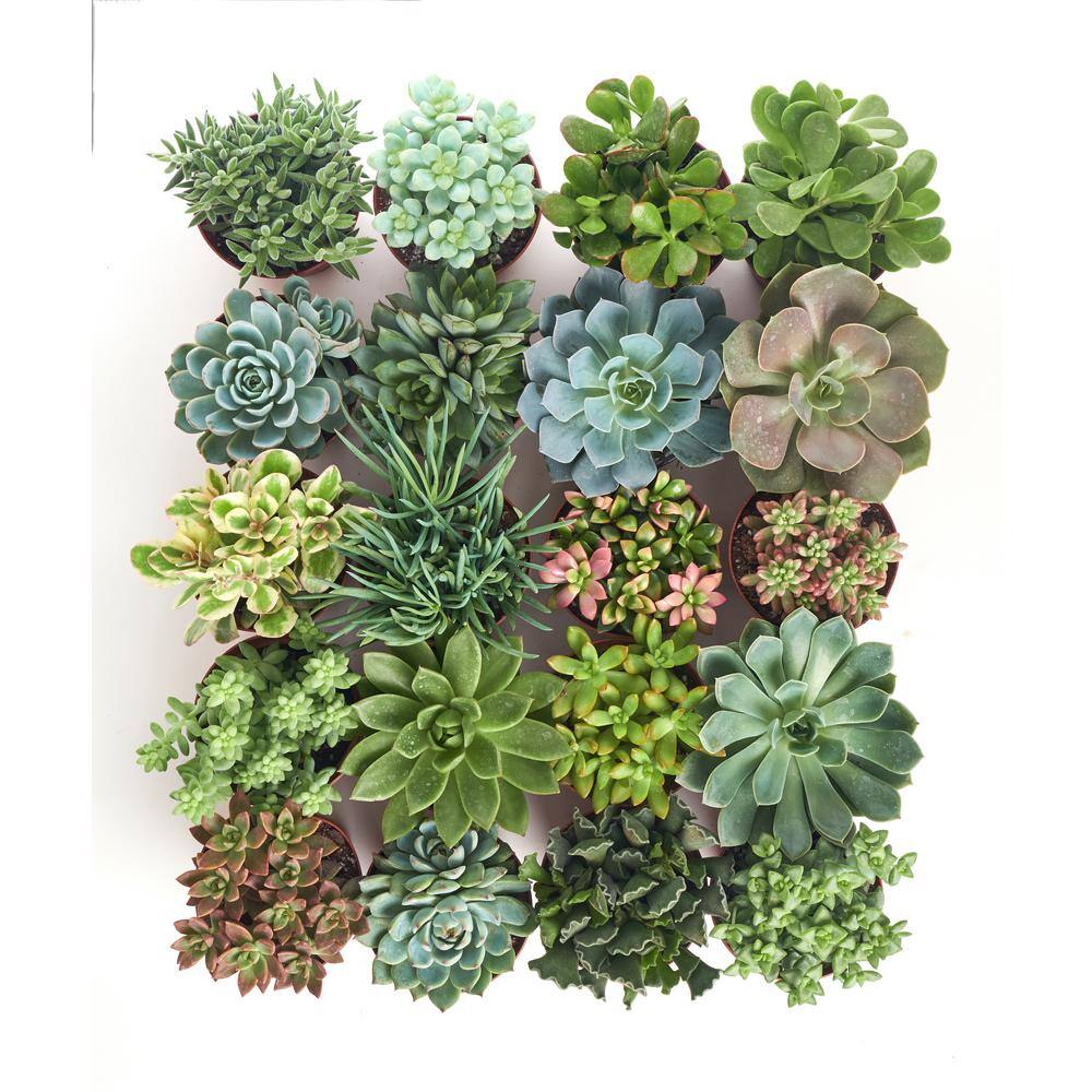 Shop Succulents 4 in. Assorted Succulent Collection Succulent (Collection of 40) A4-40