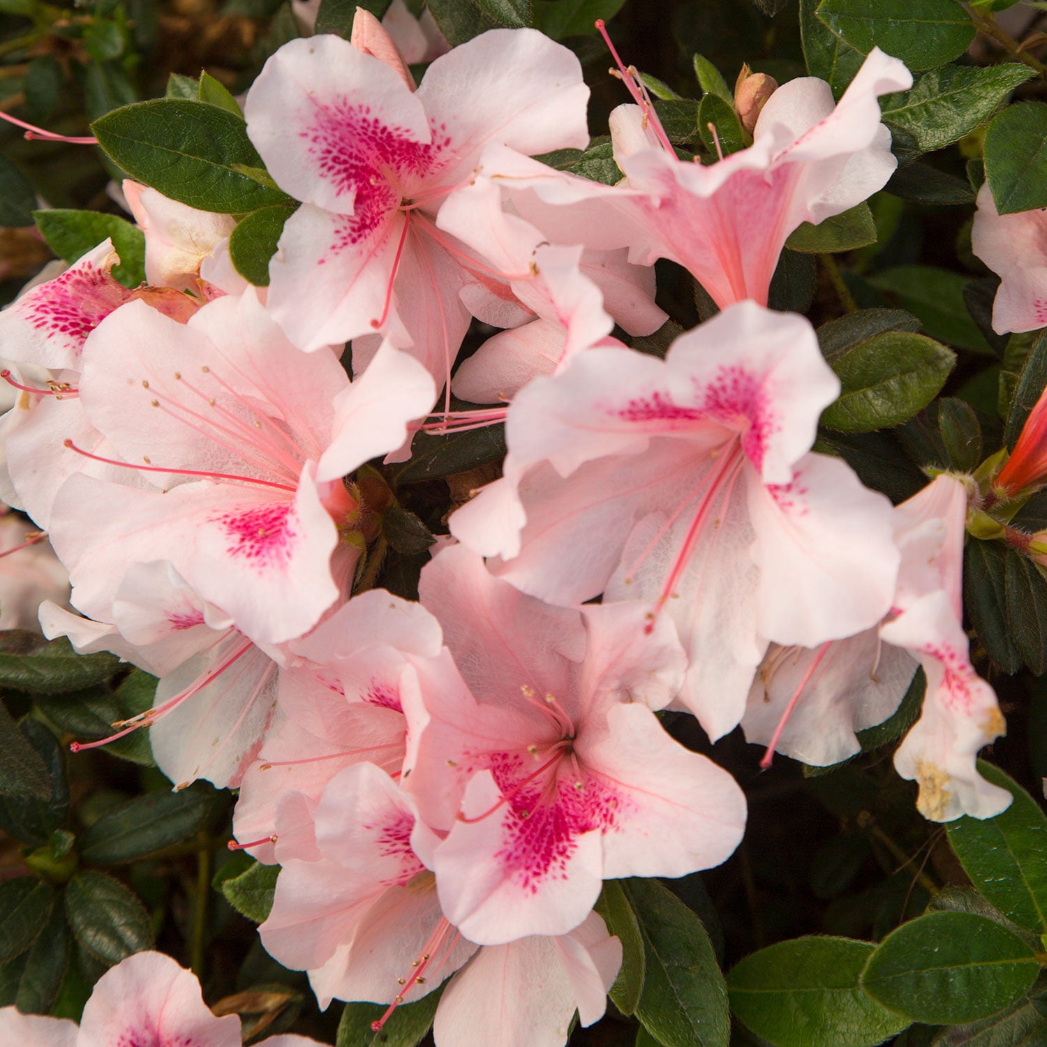 Encore Azalea Autumn Chiffon (2 Gallon) Pink Flowering Shrub - Full Sun Live Outdoor Plant