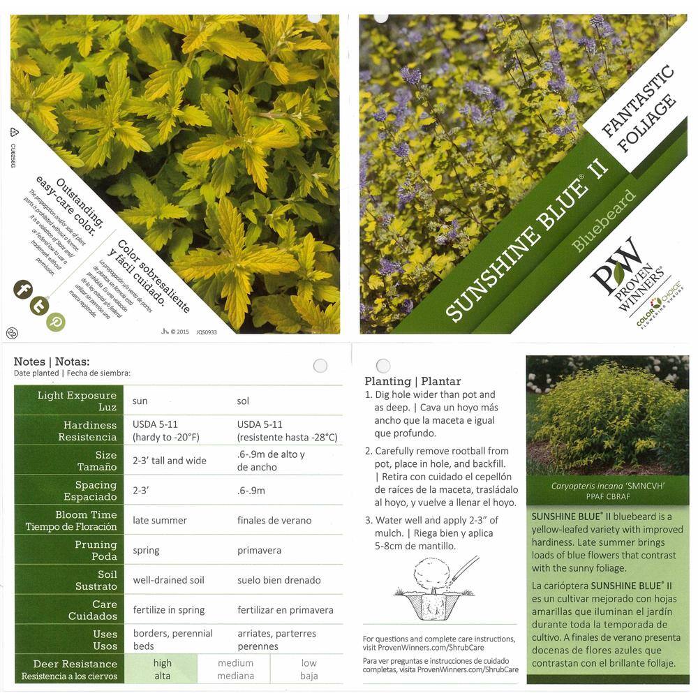 PROVEN WINNERS 4.5 in. qt. Sunshine Blue II Bluebeard (Caryopteris) Live Shrub Blue Flowers and Bright Yellow Foliage CARPRC1067800
