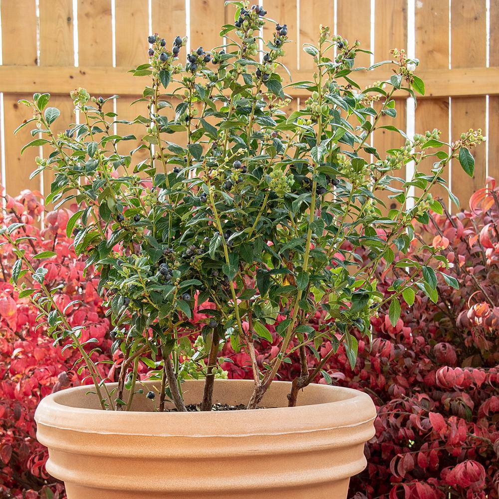 Gurney's 4 in. Pot Echo Blueberry Bush Deciduous Fruit Bearing Starter Plant (1-Pack) 87458