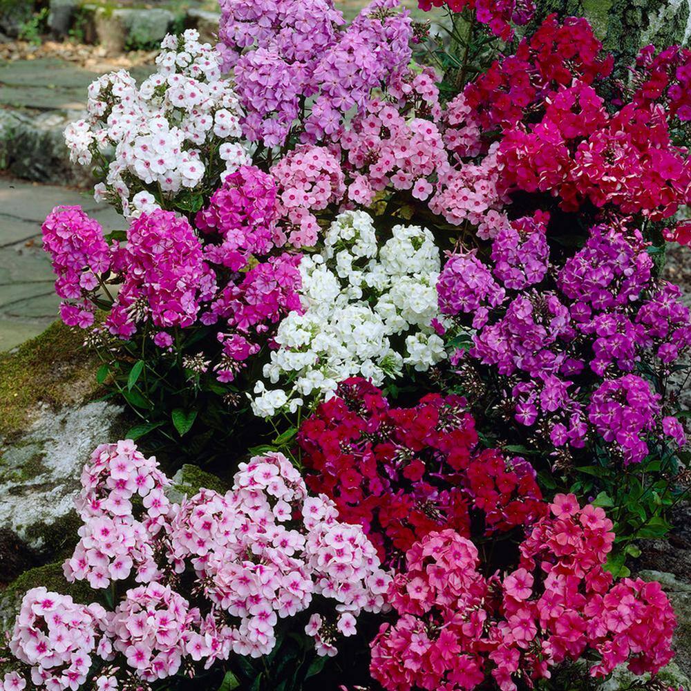 VAN ZYVERDEN Tall Phlox Mixed Roots (Set of 6) 83854