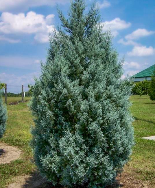 Carolina Sapphire Cypress