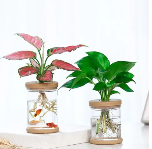 Home Vase Decor Glass Soilless Plant Pots Green Plants Pot Mini Hydroponic Flower Pot Transparent for Home Decoration PVC Modern