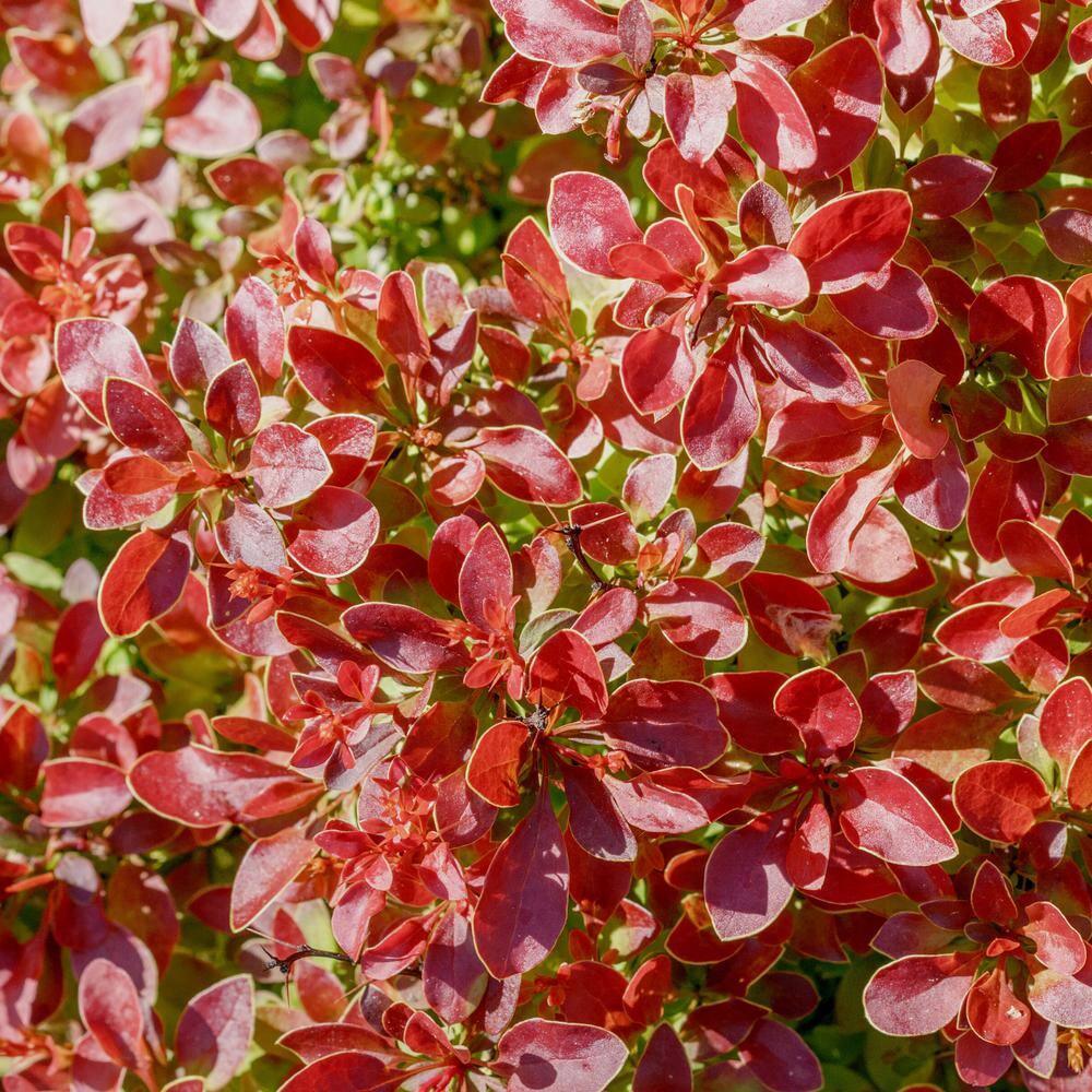 Alder  Oak #3 Container 'Orange Rocket' Barberry Shrub BEOR03