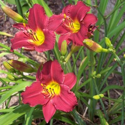 Classy Groundcovers - Hemerocallis 'Ruby Stella'  {25 Bare Root Plants}