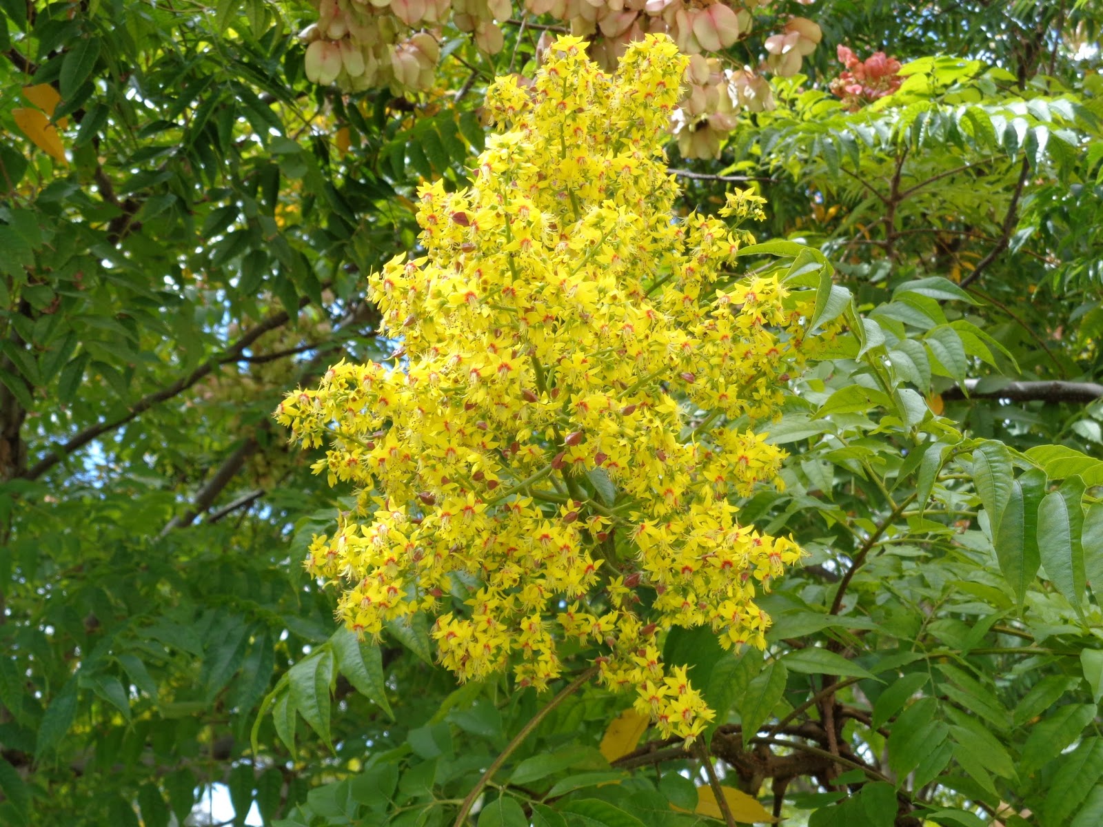 Golden Rain Tree,