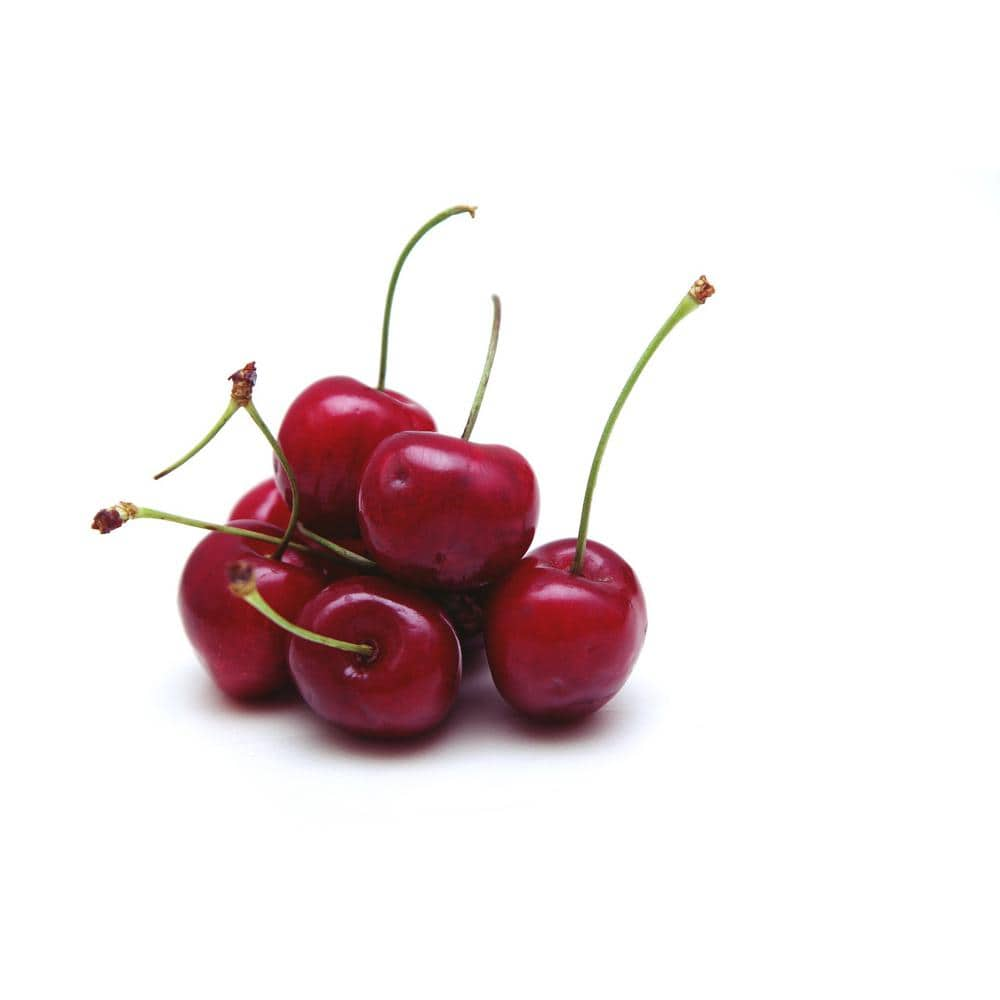 Online Orchards Lapins Cherry Tree - Self Pollinating Delicious Dark-Red Sweet Cherries (Bare-Root 3 ft. to 4 ft. Tall 2-Years Old) FTCH007