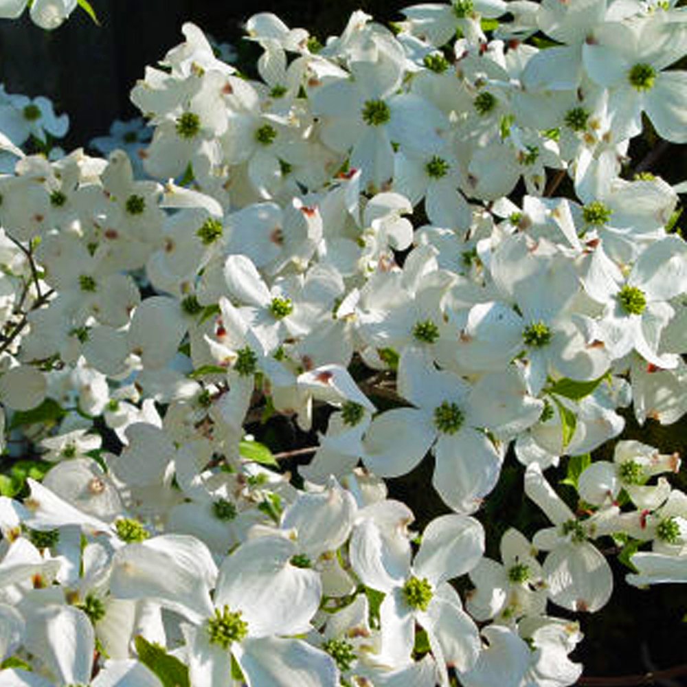 Celestial White Dogwood Tree