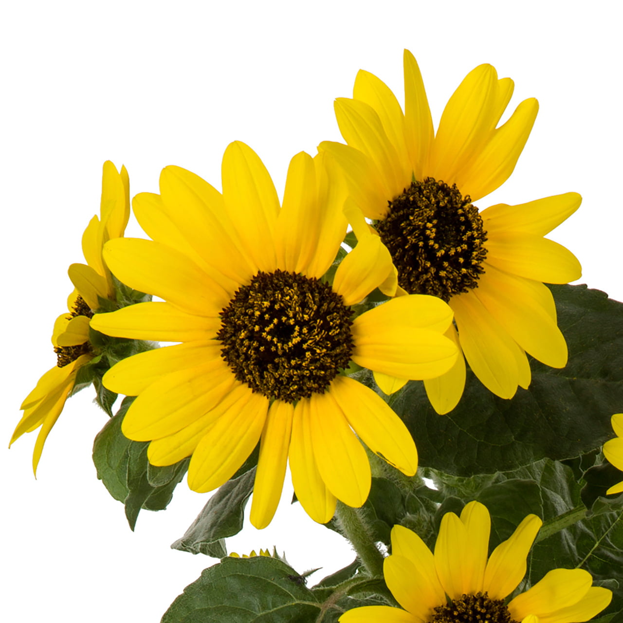 Sunfinity® 1.5G Yellow Sunflower Live Plant Annual with Grower Pot