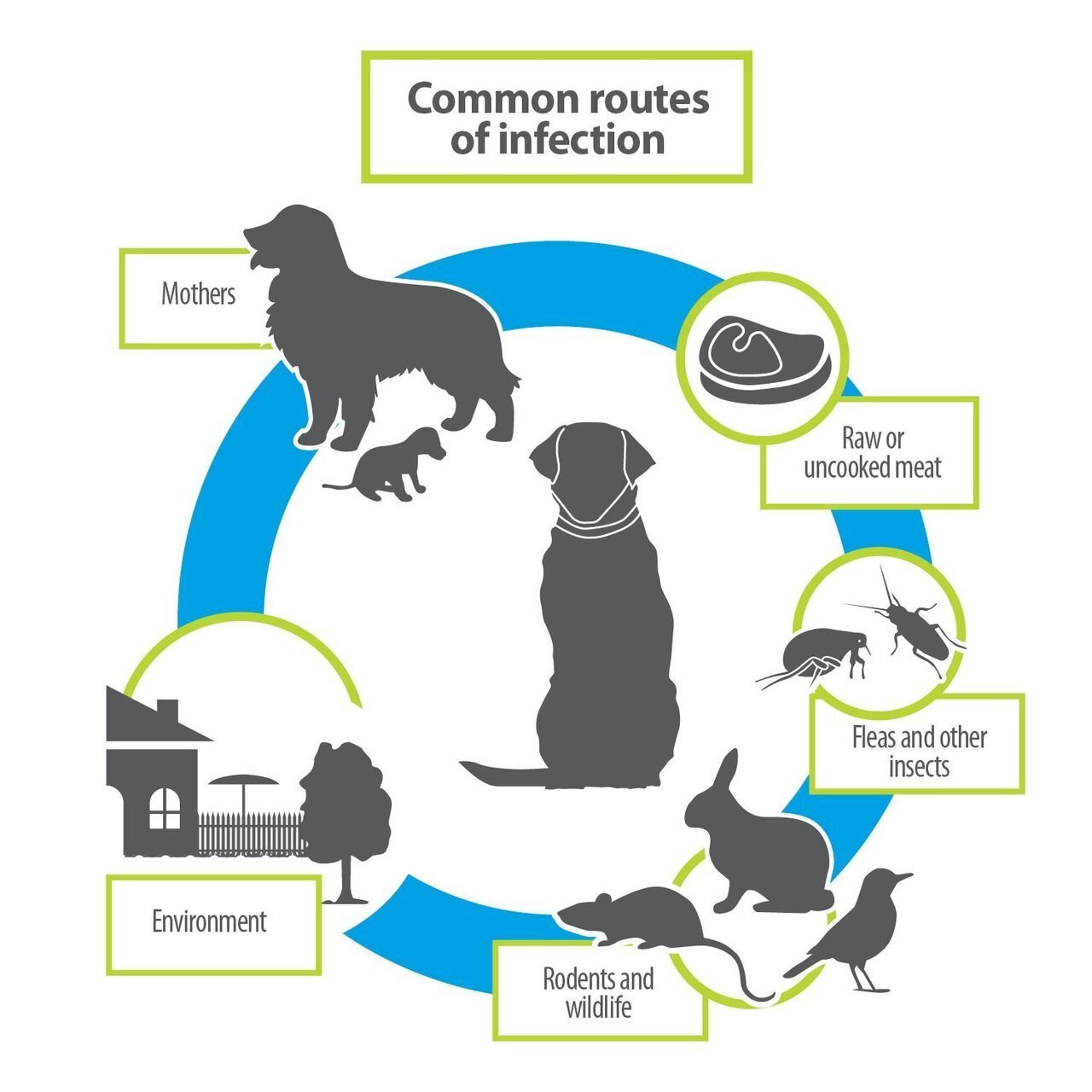 Bayer Quad De-Wormer， Small Dog， 4 count