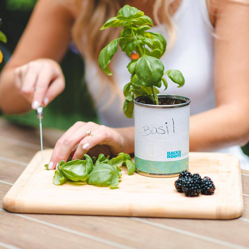 Back to the Roots BasilCilantroMint Grow Kit Herb Garden (3-Pack) 22206
