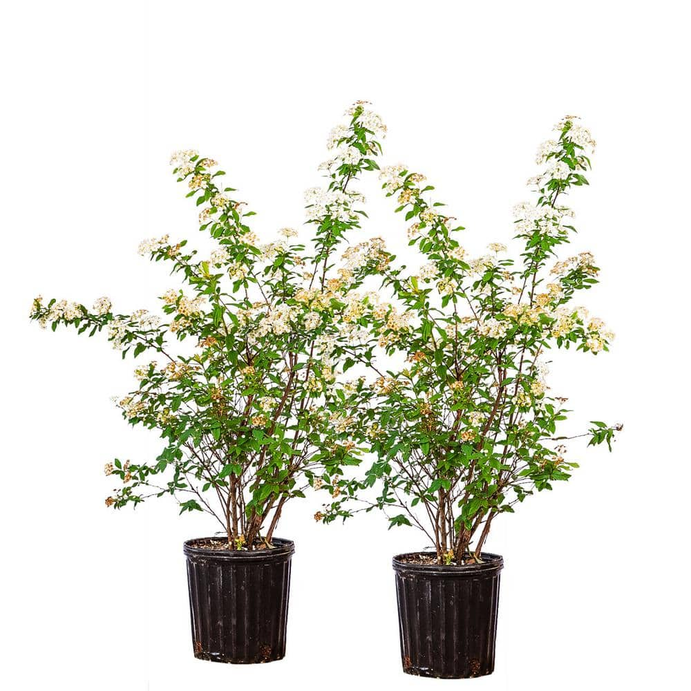 #1 Bridal Wreath Spirea Shrub (2-Pack) THD0090