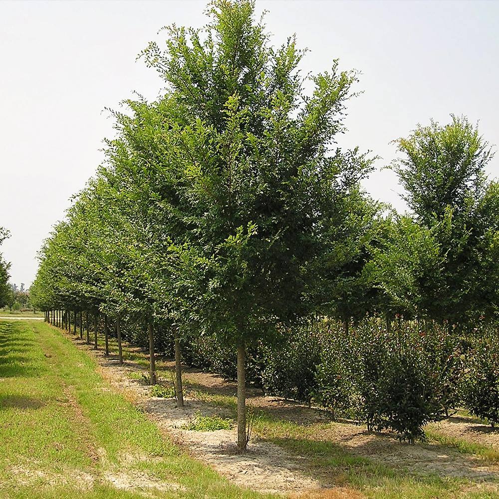 5 Gal. Drake Elm Deciduous Shade Tree ELMDRA05G