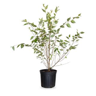 FLOWERWOOD 2.5 Gal. - River Birch Deciduous Tree 04503FL