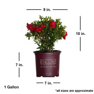 ENCORE AZALEA 1 Gal. Autumn Bonfire Reblooming Azalea Shrub with Red Flowers 80371