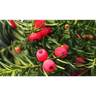 Online Orchards 1 Gal. Dense Spreading Yew Shrub this Classic Massive Shrub can Now be Used as a Small Specimen Plant EGYW002