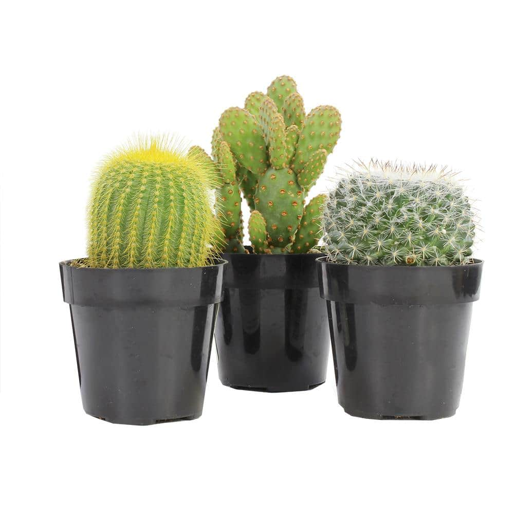 SMART PLANET 9 cm Assorted Cactus Plant Collection (3-Pack) 0882003