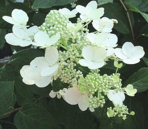 Chantilly Lace - paniculata - Hydrangea - live starter plants less than 12 inches tall