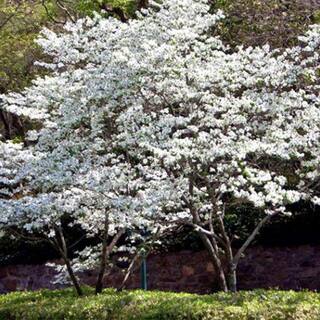 5 Gal. Appalachian Joy Dogwood Flowering Deciduous Tree with White Flowers DOGJOY05G