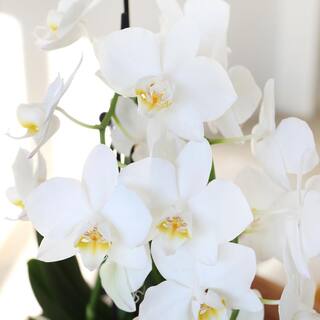 Just Add Ice Orchid (Phalaenopsis) Petite White with Yellow Throat Plant in 3 in. White Ceramic Pottery J5004